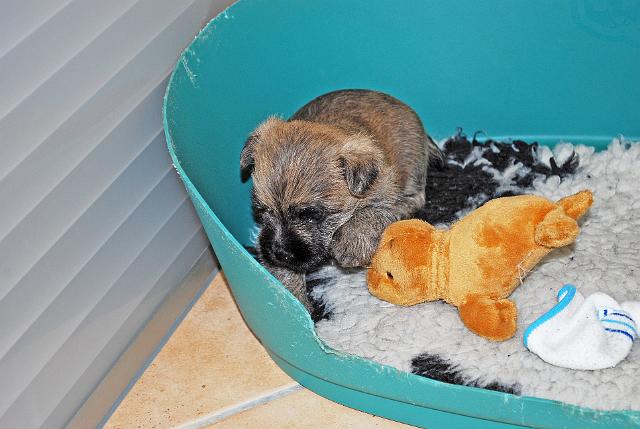 Fynn als Welpe 032.jpg